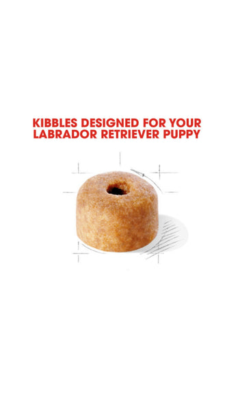 Royal Canin Labrador Retriever Puppy