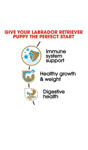 Royal Canin Labrador Retriever Puppy