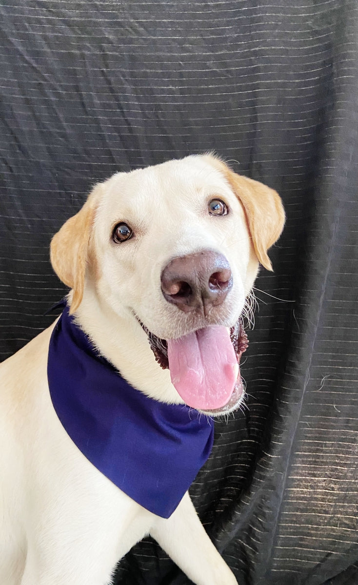 Labrador bandana hotsell