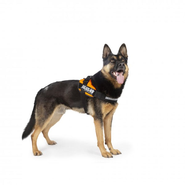 Padded Dog Harness