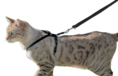 Cat Harness with Leash