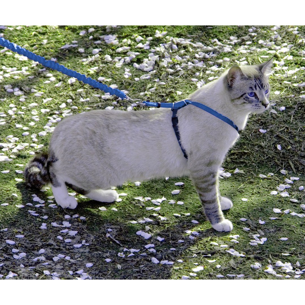 Cat Harness with Leash