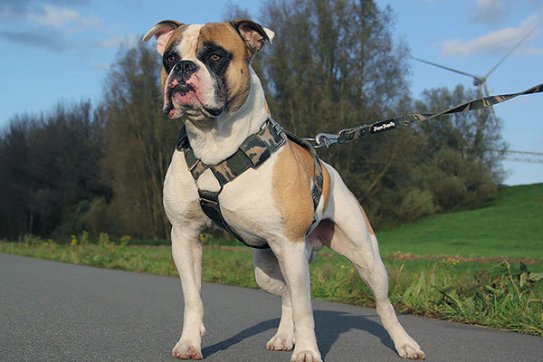 Heavy Duty Harness and Leash for Large Breed