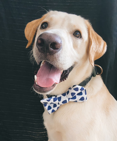 Dog Bow Tie